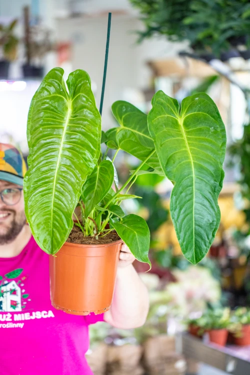 Anthurium Veitchii-1 (1).jpg