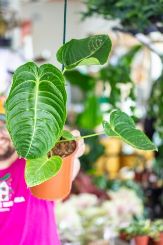 Anthurium Veitchii-2 (1).jpg