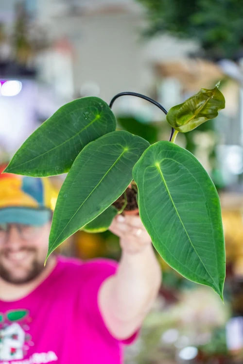 Anthurium Peltigerum-4.jpg