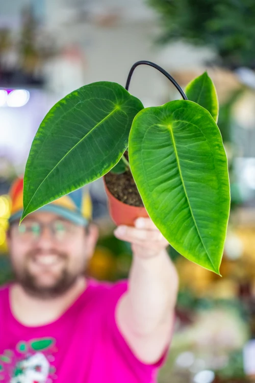 Anthurium Peltigerum-5.jpg