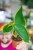 Anthurium Peltigerum-3.jpg