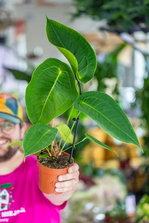 Anthurium Peltigerum-1.jpg