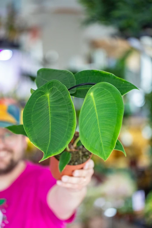 Anthurium Peltigerum-2.jpg