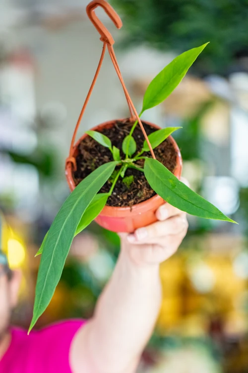 Anthurium Vittarifolium Outlet-1.jpg