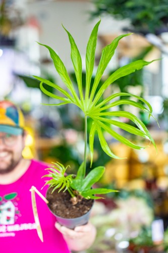 Anthurium Pedatoradiatum-2.jpg