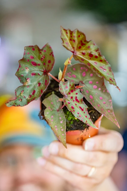 Begonia Amp-12.jpg