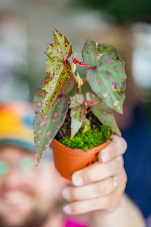 Begonia Amp-13.jpg