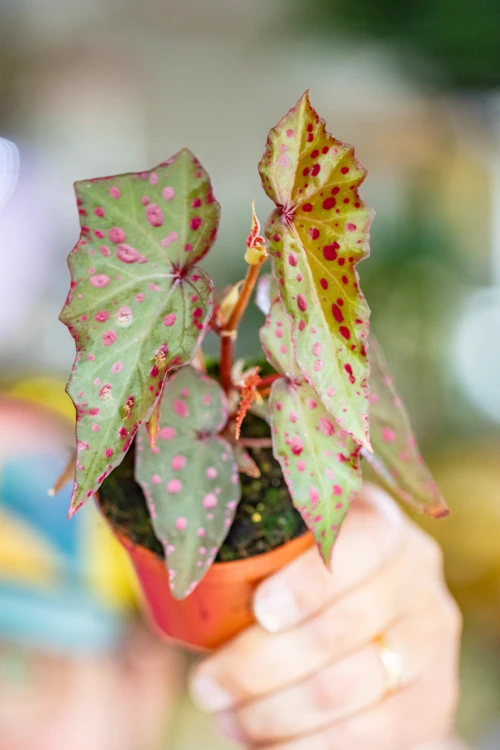 Begonia Amp-1.jpg