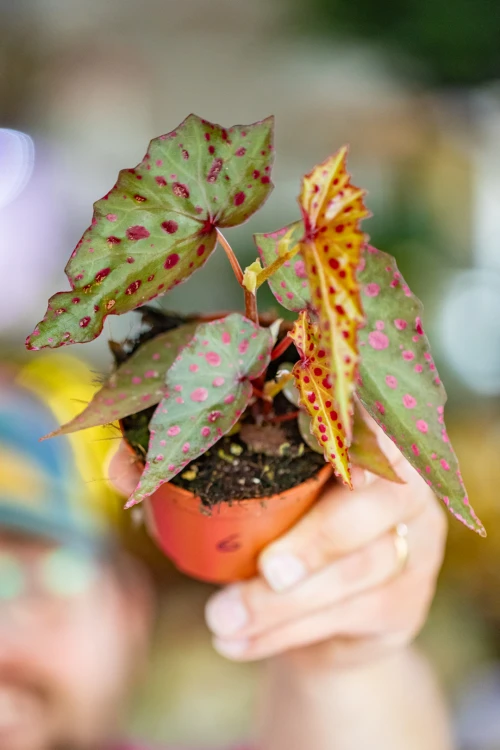 Begonia Amp-6.jpg