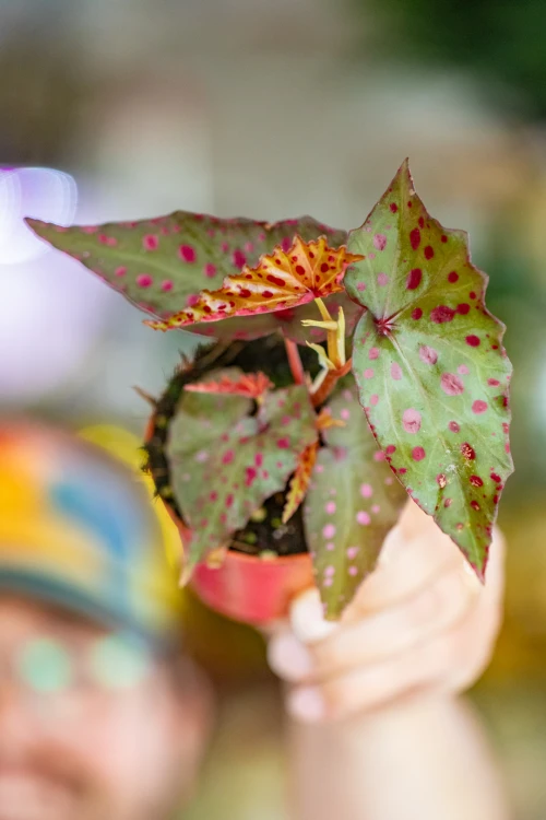 Begonia Amp-7.jpg