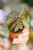 Begonia Amp-8.jpg