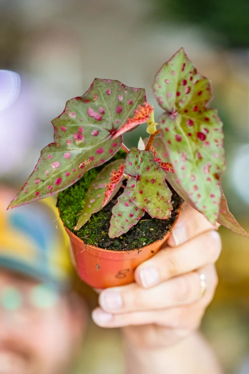 Begonia Amp-8.jpg