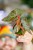 Begonia Amp-9.jpg