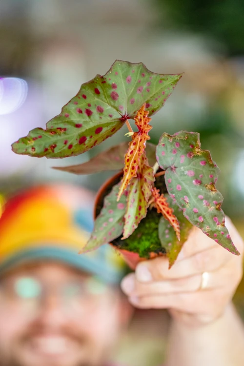 Begonia Amp-9.jpg