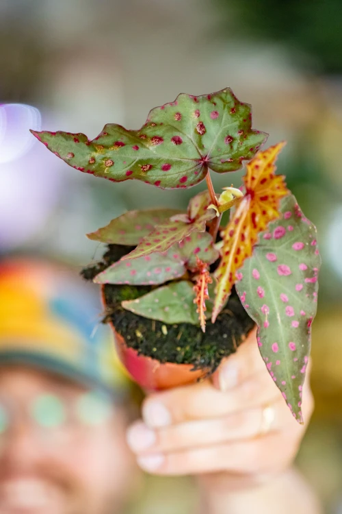 Begonia Amp-10.jpg