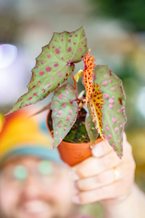 Begonia Amp-3.jpg