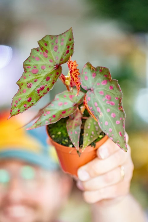 Begonia Amp-2.jpg