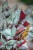 Begonia Arctic Breeze-2.jpg