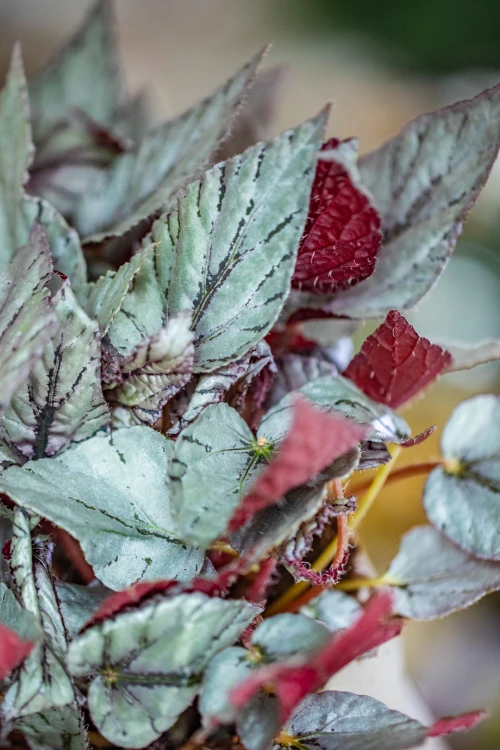 Begonia Arctic Breeze-2.jpg