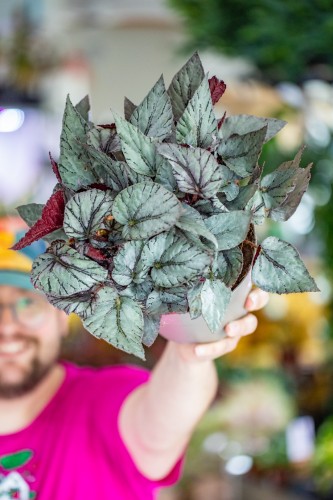Begonia Arctic Breeze-1.jpg