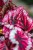 Begonia Evening Glow-2.jpg