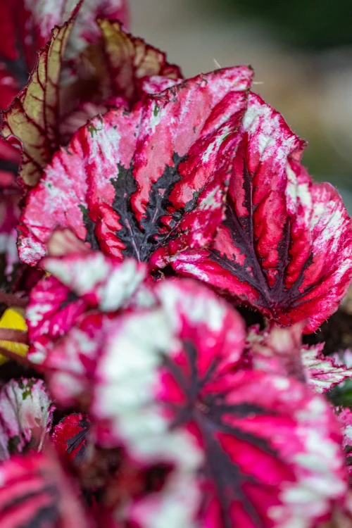 Begonia Evening Glow-2.jpg