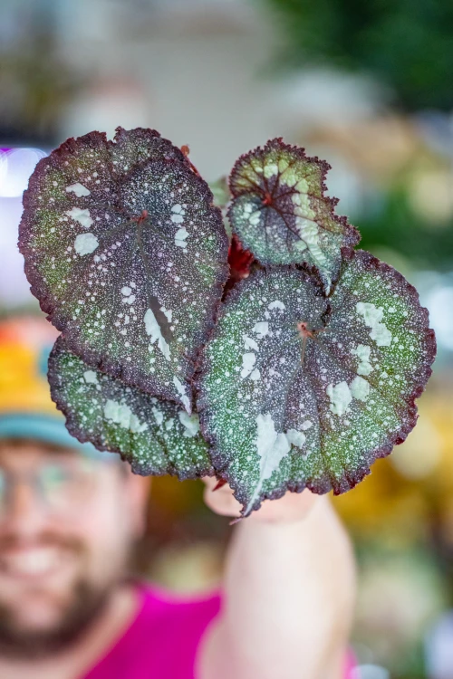 Begonia Speckled-10.jpg