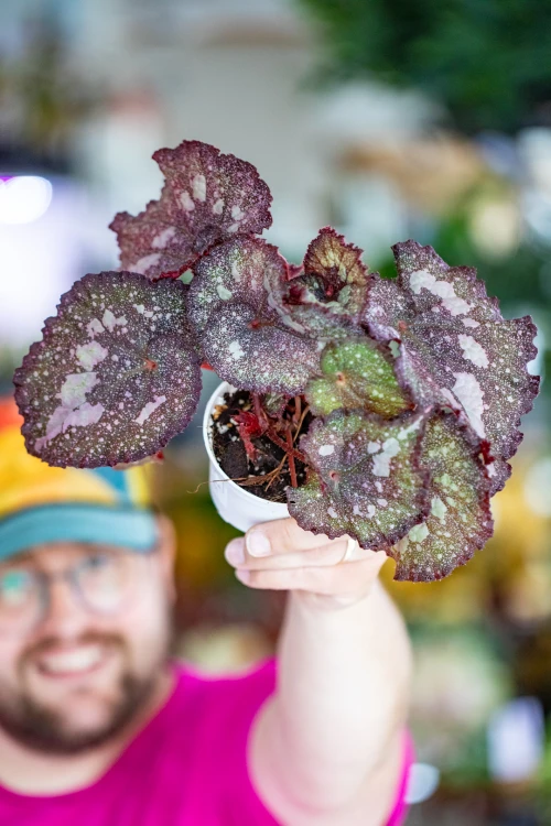 Begonia Speckled-12.jpg