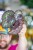 Begonia Speckled-8.jpg