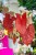 Caladium Burning Hearth-7.jpg