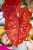 Caladium Burning Hearth-8.jpg