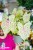 Caladium Miss Muffet-7.jpg