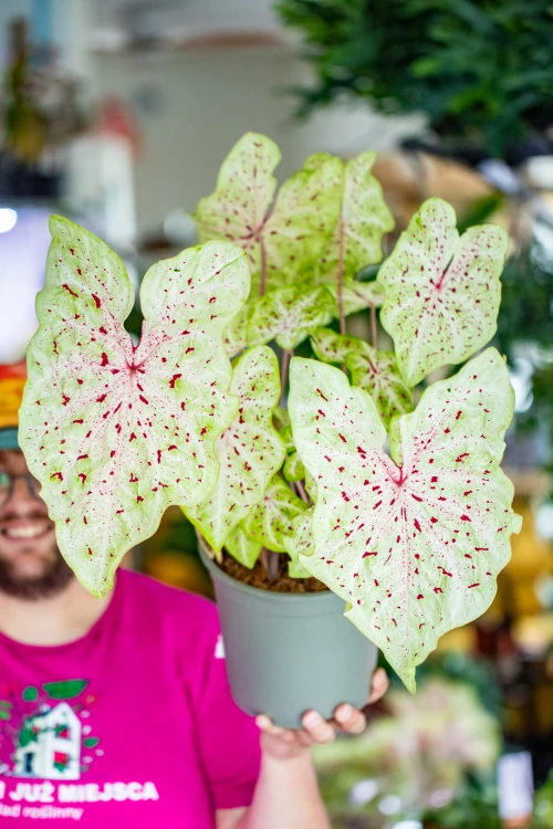 Caladium Miss Muffet-7.jpg