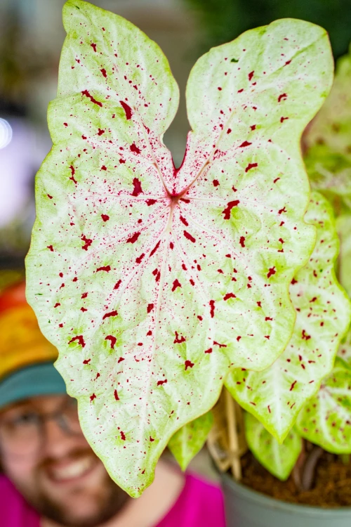Caladium Miss Muffet-8.jpg