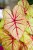 Caladium Autumn Beauty-8.jpg