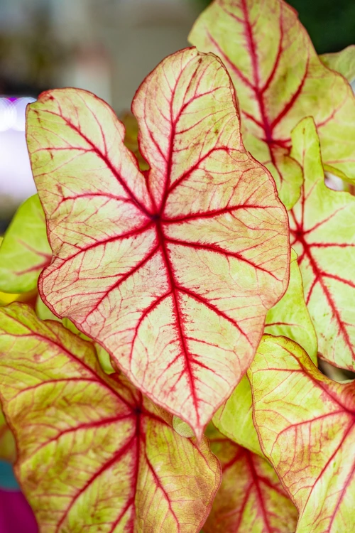 Caladium Autumn Beauty-8.jpg