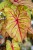 Caladium Autumn Beauty-9.jpg