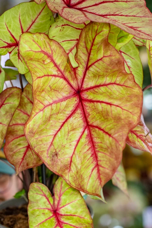 Caladium Autumn Beauty-9.jpg