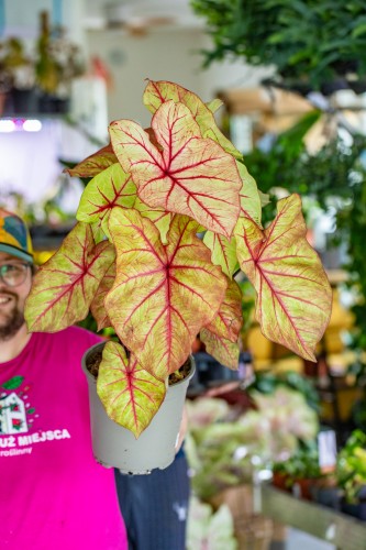 Caladium Autumn Beauty-7.jpg