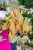 Caladium Autumn Beauty-7.jpg