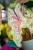 Caladium Seefoam Pink-8.jpg