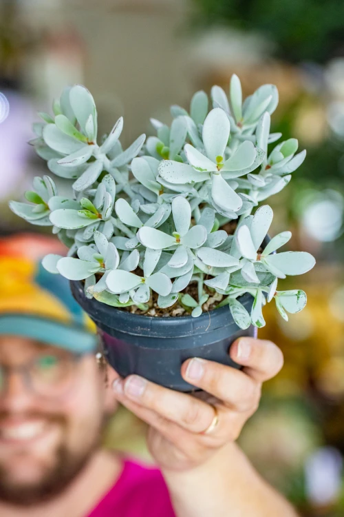 Cotyledon Coral ø14 cm-7.jpg