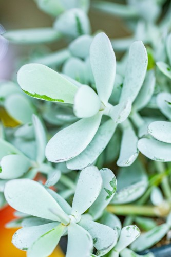 Cotyledon Coral ø14 cm-8.jpg