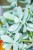 Cotyledon Coral ø14 cm-8.jpg