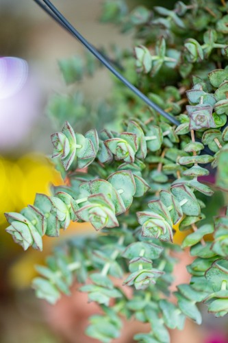 Crassula Hottentot ø14 cm-8.jpg