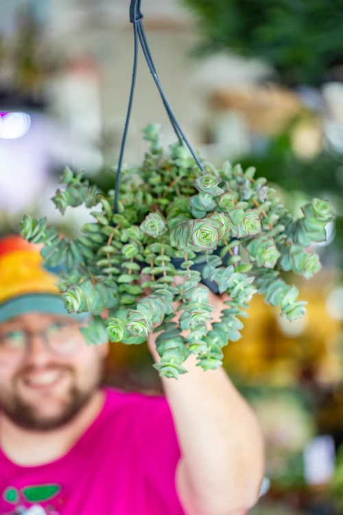 Crassula Hottentot ø14 cm-7.jpg