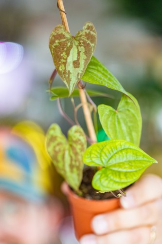 Dioscorea Elephantipes Discolor ø7 cm-8.jpg