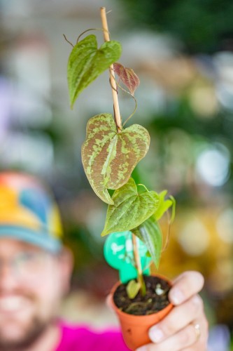 Dioscorea Elephantipes Discolor ø7 cm-7 (1).jpg