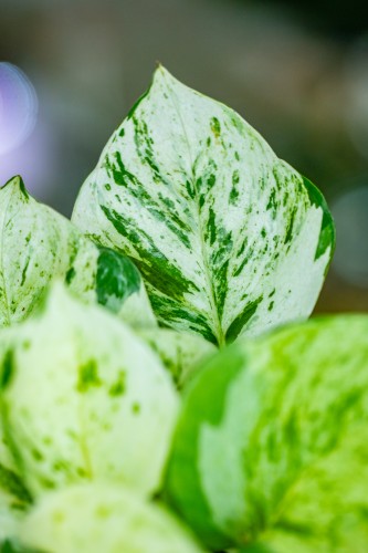Epipremnum Mandjula (Happy Leaf) ø12 cm-8.jpg