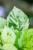Epipremnum Mandjula (Happy Leaf) ø12 cm-8.jpg